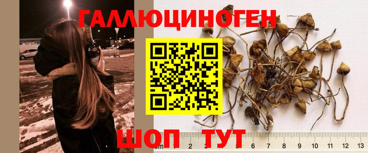 Галлюциногенные грибы Psilocybine cubensis  Вход с VPN  Жуковский 